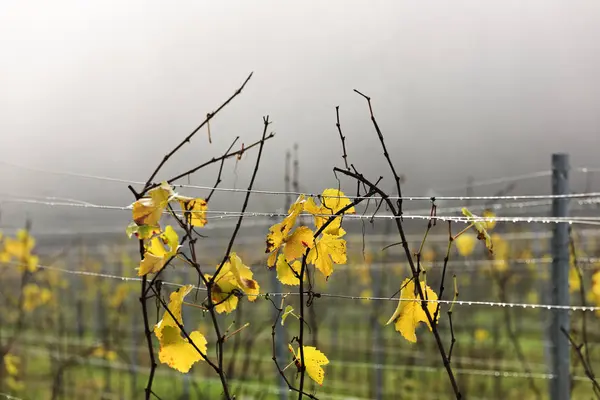 Detailní Záběr Vinných Listů Barvách Podzimu — Stock fotografie