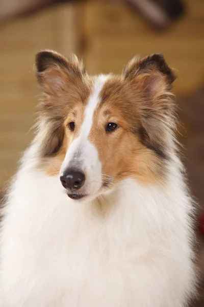 Primer Plano American Collie Mirando Hacia Los Lados — Foto de Stock