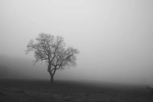 Belgio High Fens Vista Sull Albero Nudo Nella Nebbia — Foto Stock