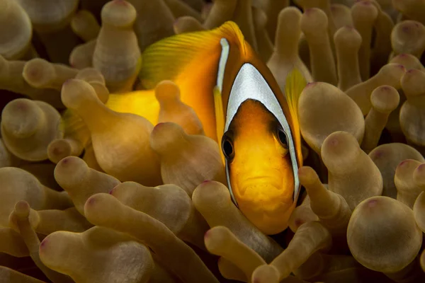 Ägypten Rotes Meer Rotes Meer Anemonenfische Amphiprion Bicinctus Zwischen Korallen — Stockfoto