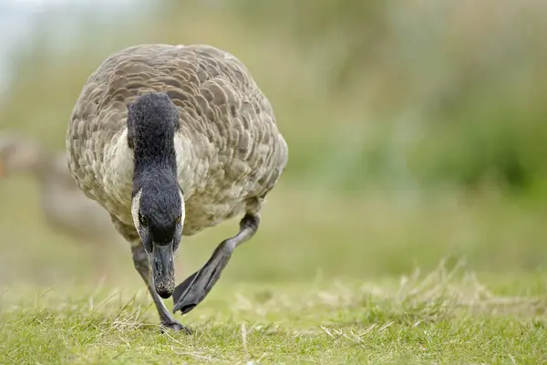 Alemanha Schleswig Holstein Ganso Canadá Pássaro Branta Canadensis Caminhando Prado — Fotografia de Stock