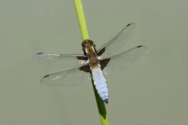 Libellula depressa sur un brin d'herbe — Photo