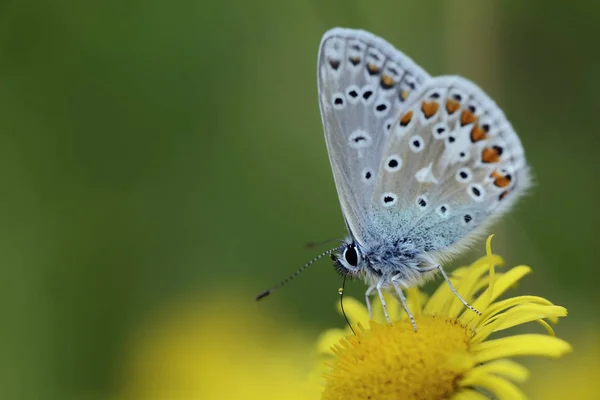 Голубая бабочка — стоковое фото