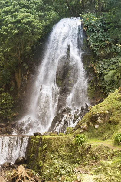 Vue cascade en forêt verte — Photo