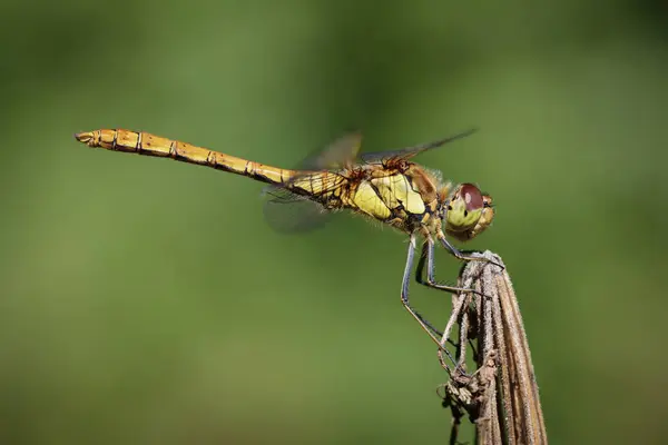 Sympetrum striolatum dragonfly — Stockfoto