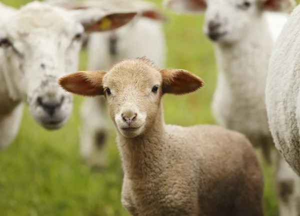 Close Van Bruin Lam Snuit Ovis Orientalis Aries — Stockfoto