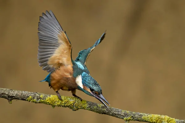 Germany Lower Saxony Common Kingfisher Alcedo Atthis Branch — Stock Photo, Image