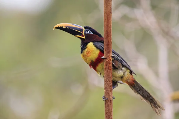 Brasil Mato Grosso Mato Grosso Sul Pantanal Aracari Orejudo Castaño —  Fotos de Stock