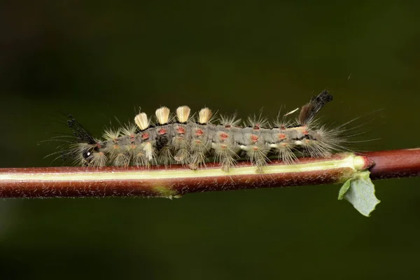 Grub Vapourer Můra Orgyia Antiqua Větvičce — Stock fotografie