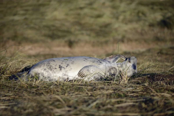Young Grey Seal Lying Meadow Daytime — Stock Photo, Image