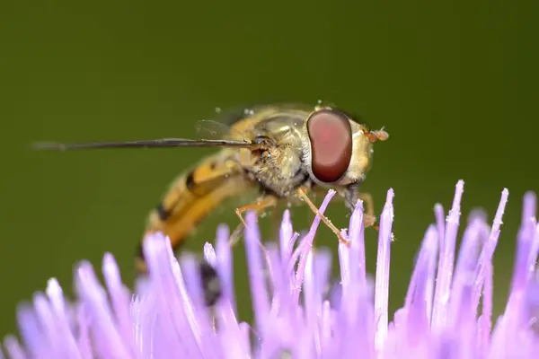 Zweefvliegen Roze Bloesem Close — Stockfoto