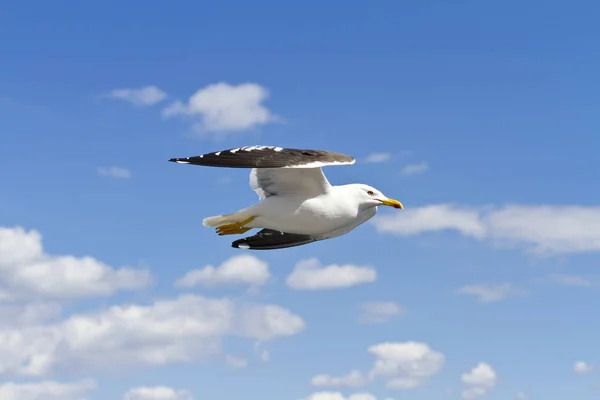 Nahaufnahme Einer Möwe Die Wolkenhimmel Fliegt — Stockfoto