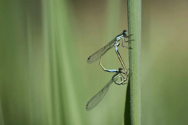 Deux Demoiselles Bleues Communes Enallagma Cyathigerum Suspendues Brin Herbe Devant — Photo