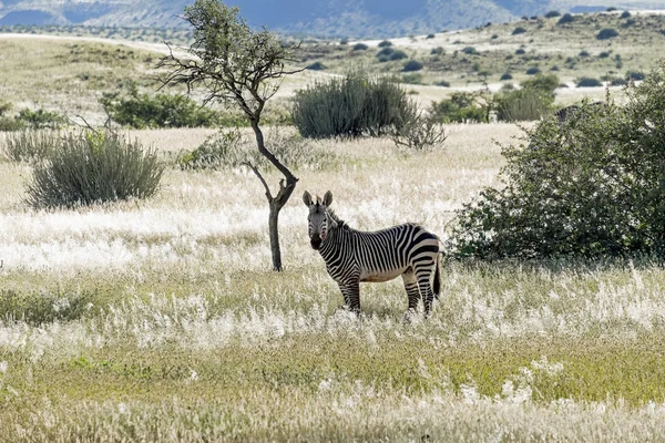 Namíbia Damaraland Hartmanns Montanha Zebra Natureza — Fotografia de Stock