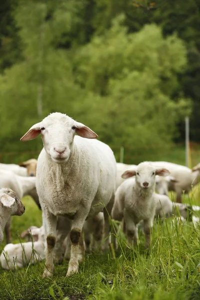 Domestic Sheep Ovis Orientalis Aries Herd Lambs Meadow — Stock Photo, Image