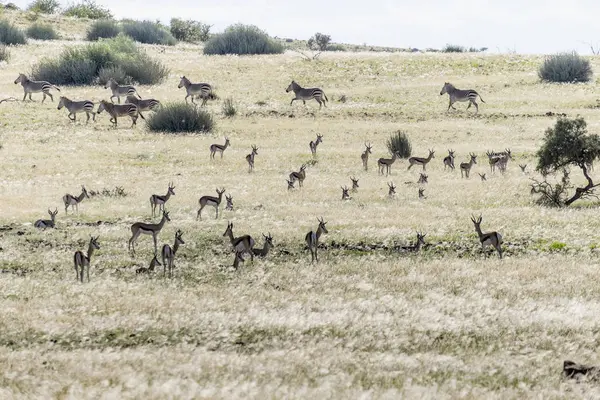 Αφρική Ναμίμπια Damaraland Springboks Antidorcas Marsupialis Και Ζέβρες Στο Veld — Φωτογραφία Αρχείου