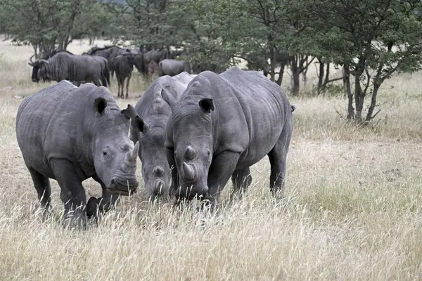 Africa Namibia Etosha Natioal Park Wide Mouthed Rhinoceroses — Stock Photo, Image