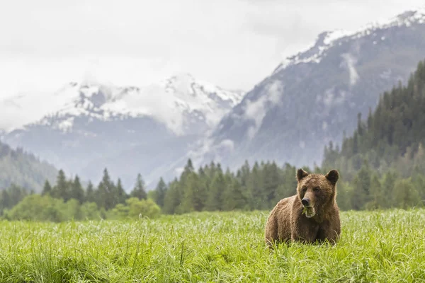 Grizzly Bear Eating Grass Mountains Landscape Background — Stock Photo, Image