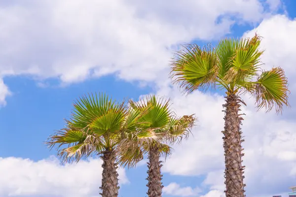 View Palm Trees Bright Sunshine Cloudy Sky — Stock Photo, Image