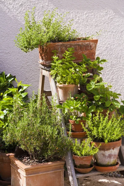 Germania Stoccarda Erbe Vaso Giardino — Foto Stock