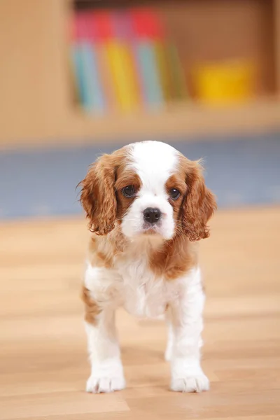 강아지 바닥에 — 스톡 사진