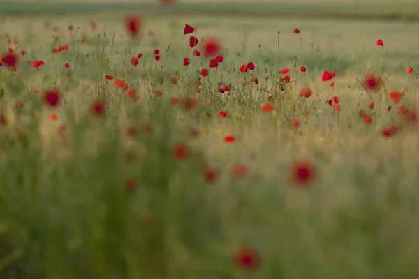 Deutschland Baden Wuerttemberg Blick Auf Mohn Feld — Stockfoto