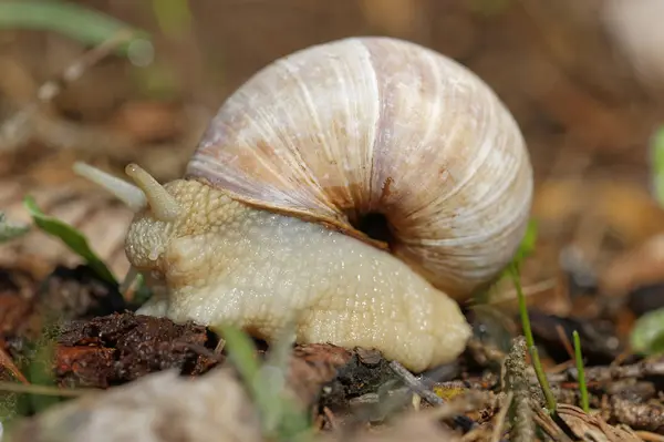 Grapevine Snail Creeping Ground Close Seup View — стоковое фото