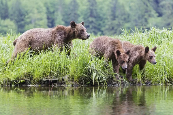 Feminino Grizzly Com Crianças Lago Khutzeymateen Grizzly Bear Sanctuary Canadá — Fotografia de Stock