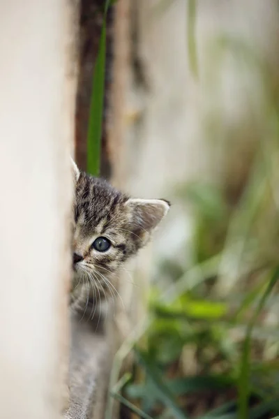 Close Van Tabby Kitten Kijken Uit Muur Buitenshuis — Stockfoto