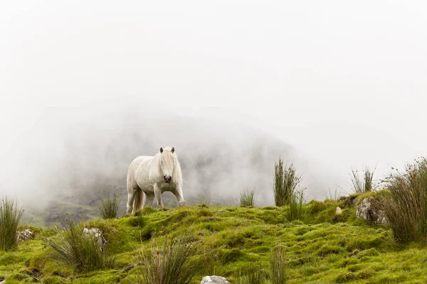 Коннемара Пони Лугу Тумане — стоковое фото