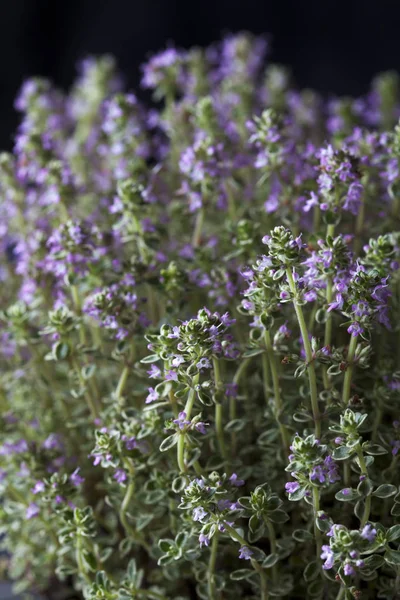 Nahaufnahme Des Anbaus Von Zitronenthymian Blüte — Stockfoto