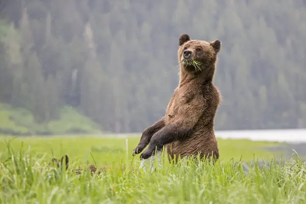 Weiblicher Grizzly Steht Aufrecht Khutzeymateen Grizzly Bear Refugium Kanada — Stockfoto