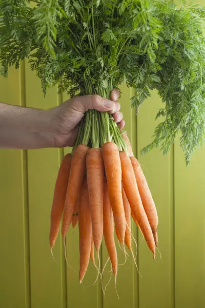 Человеческая Рука Держащая Свежую Морковь Зеленом Фоне — стоковое фото