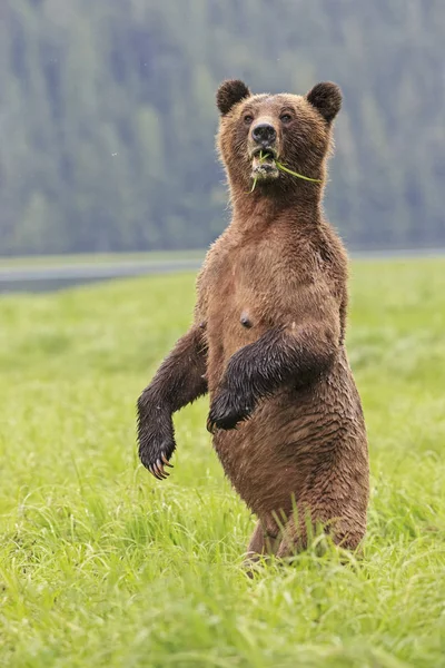 Θηλυκό Grizzly Στέκεται Όρθια Στο Ιερό Khutzeymateen Grizzly Bear Καναδάς — Φωτογραφία Αρχείου