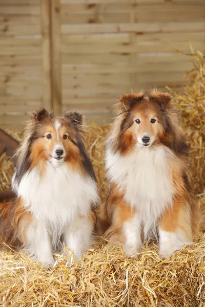 Dos Perros Pastor Shetland Sentados Sobre Pacas Paja Granero —  Fotos de Stock