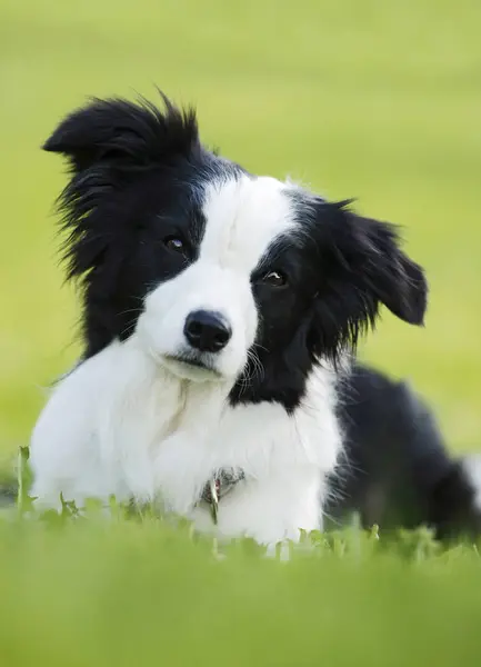 Kenar Kömür Ocağı Köpek Çim Üzerinde Yalan Kameraya Bakıyor — Stok fotoğraf