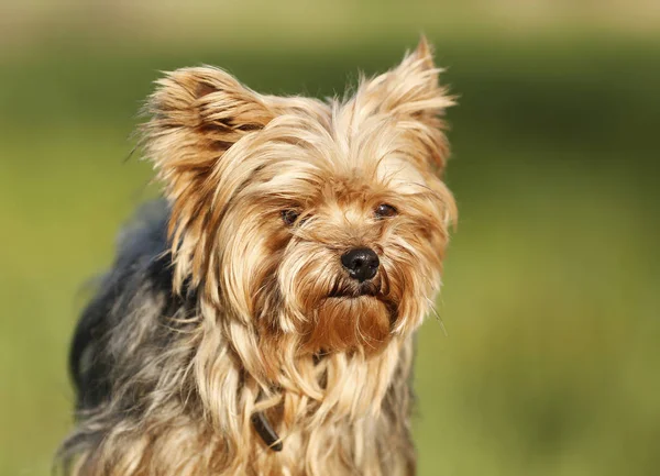Close Yorkshire Terrier Cão Olhando Para Câmera — Fotografia de Stock