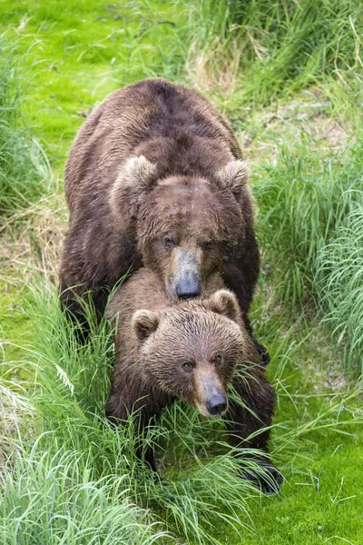 Brown Bears Mating Katmai National Park Alaska Usa — Stock Photo, Image