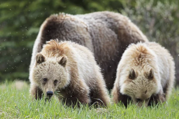 Medvědi Grizzly Rodina Matka Mladými Zvířaty Jasper Banff Národní Park — Stock fotografie