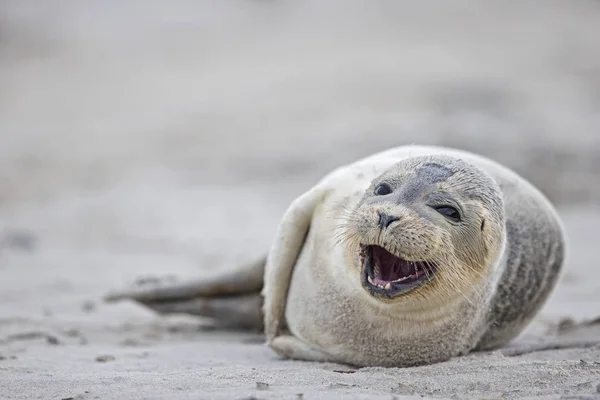 Porträt Eines Kegelrobbenwelpen Der Tagsüber Strand Liegt Dünen Insel Helgoland — Stockfoto