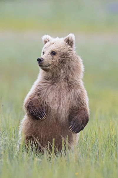 Filhote Urso Marrom Ursus Arctos Prado Grama Verde — Fotografia de Stock