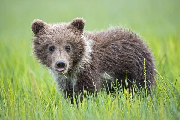 Braunbärenjunges Ursus Arctos Steht Mit Herausgestreckter Zunge Auf Einer Grünen — Stockfoto