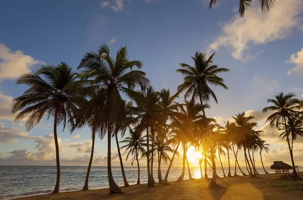 Tropical Beach Palm Trees Sunset Dominican Rebublic — Stock Photo, Image