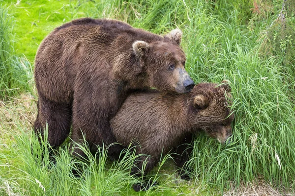 Ursos Castanhos Acasalando Parque Nacional Katmai Alasca Eua — Fotografia de Stock