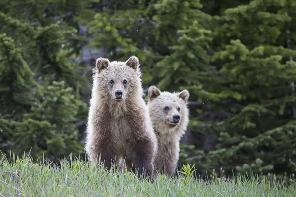 Due Giovani Orsi Grizzly Piedi Jasper Banff National Park Alberta — Foto Stock