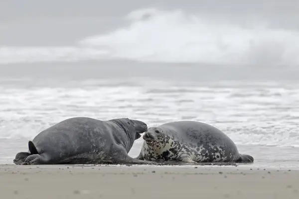 Germany Schleswig Holstein Helgoland Grey Seals Halichoerus Grypus Lying Beach — Stock Photo, Image