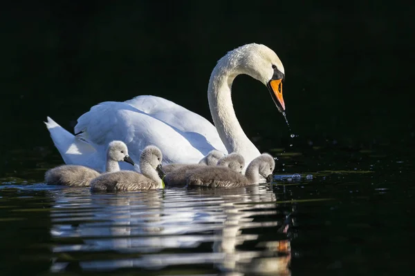 Europa Deutschland Bayern Schwan Mit Küken Schwimmt Wasser — Stockfoto