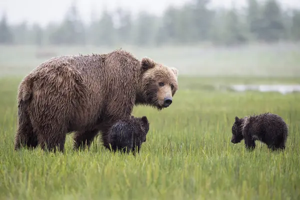 Urso Castanho Com Filhotes Parque Nacional Lake Clark Preserve Alasca — Fotografia de Stock