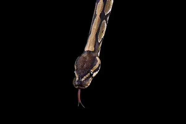 ロイヤル Python ボールニシキヘビ 黒い背景にパーシャル ビュー — ストック写真