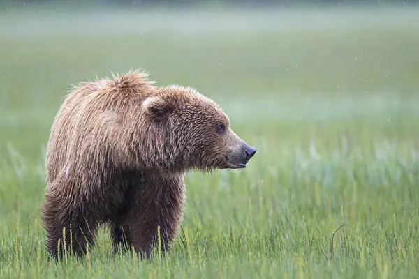 Brown Bear Ursus Arctos Green Grass Meadow Looking Aside — Stock Photo, Image